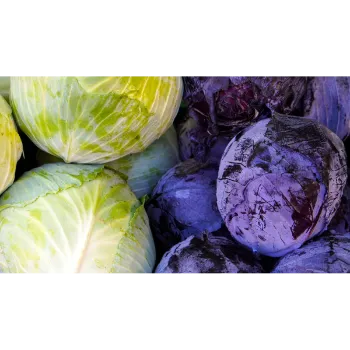 Cabbage (17)-239442-9041.webp